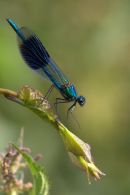 Male_Banded_Demoiselle